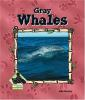 Gray_whales