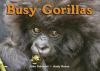 Busy_gorillas