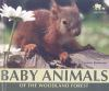 Baby_animals_of_the_woodland_forest