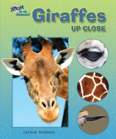Giraffes_up_close